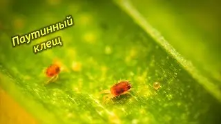 Паутинный клещ на комнатных растениях. Как определить и что делать.