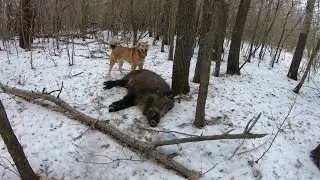 Охота на дикого Кабана. Преследуем подранка.