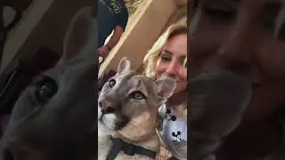Two wild cats (puma) 🐈‍⬛