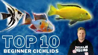 Top 10 Beginner Cichlids - Great Options for Your First Cichlid Tank