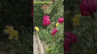 Peonies,so pretty!!!! smelling O so sweet!!!!