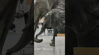 Delhi Airport: Elephants inside the Departure terminal...