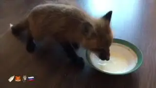 Лисичка Алиса очень любит молоко!/Fox Alisa loves milk!