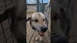 Наши обожаемые хвосты! Верность ТВ - канал о спасении животных 🐈🐕❤️