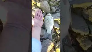 рыбалка Капчагай