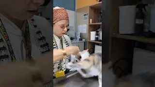 Kedi veto savaşları 😬