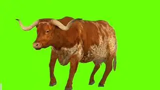 COW green screen 🐮 COW green screen videocow 🐮 green screen no copyright 🐮 COW green screen cartoon