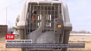 В Одесі на волю відпустили лебедя, якого напередодні знайшли зголоднілим та знесиленим