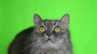 green screen cat 2 copyright free videos