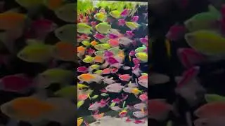 🎨как вам эти рыбки❓ 