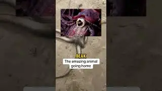 Why Octopus Is One Of The Smartest Animals Intelligence! (📸:raweatertalk)