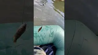 Говорят окунь отличный живец, как считаете? #рыбалка #fishing #кружки #живец #окунь