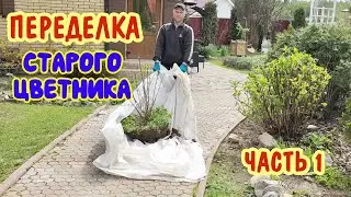 Переделка старого цветника. Вместо старых роз - взрослые гортензии! Часть 1.