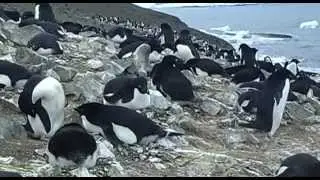 Adélie Penguins Colony, Deception Island, Antarctic Peninsula, Antarctica