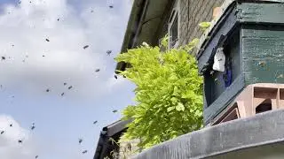 Honey Bee Swarm Arrival  17th July 2024