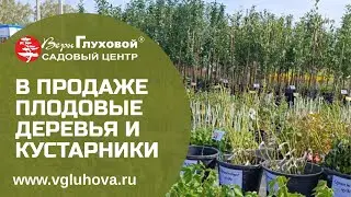 В продажу поступили плодовые деревья и кустарники