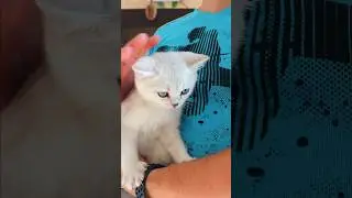 Мой Котенок Мальчик или Девочка?😻