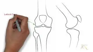 Knee Joint - Part 1 - Anatomy and Physiology Series