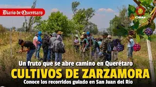 Cultivos de zarzamora, un fruto que se abre camino en Querétaro