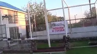 В гостях у Владимира Садыкова. Голуби Питера.
