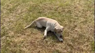 Keano's Training Journey - A chilled morning