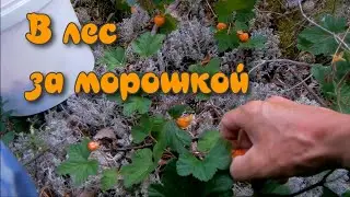 В лес за МОРОШКОЙ