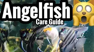 Freshwater Angelfish Care Guide