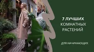 7 НЕПРИХОТЛИВЫХ РАСТЕНИЙ | Минималистичный интерьер и цветы
