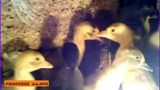 Башкирские цветные утки за 2 месяца Три возраста утки Three ages of the