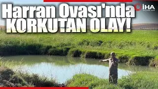 Harran Ovası'nda Oluşan Dev Obruklar Çiftçileri Korkutuyor