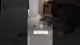 Что он ему сказал... #shorts #приколы