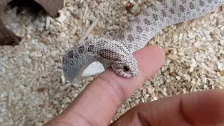 Hognose Bluff Strike vs Feeding Response