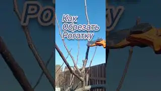 КАК ОБРЕЗАТЬ РОГАТКУ на груше