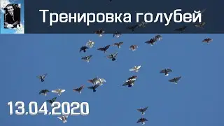 Тренировка голубей 13.04.2020