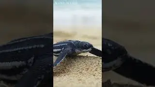 Baby Turtle Put His Flipper On His Sibling! 