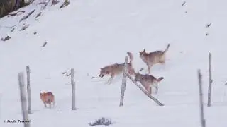 Wolves Play a Menacing Game With Dog in Abruzzo, Italy