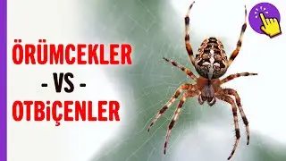 Örümcekler ile Otbiçenler Arasındaki 4 Fark | Hayvanlar Alemi - Aklında Olsun