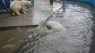 Игры белых медведей в воде