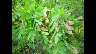 Sorbus domestica tree