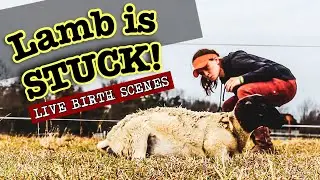 MY FIRST TIME HELPING SHEEP GIVE BIRTH // Pulling a LAMB that IS STUCK | Lambing Season with Dorpers