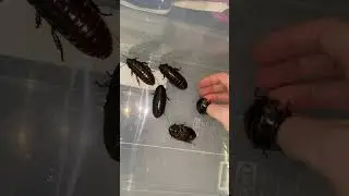 Hissing hissing roaches