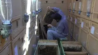 Подсадка маток в семью / народный метод / трутни (пашки).