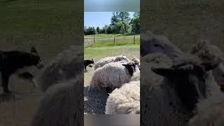 Kisses of Angel Ace CJ - Herding since 2 years not see sheep