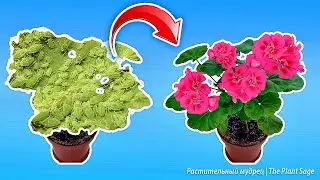 Как избавиться от тли на герани: Полное руководство по борьбе с вредителями