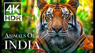 INDIA Wildlife In 4K - Amazing Scenes Of India's Animals | Scenic Relaxation Film