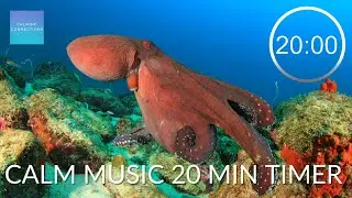 Calm Music 20 Minute Timer ⏲ - Octopus - 20 minute timer quiet music, relaxing music countdown timer