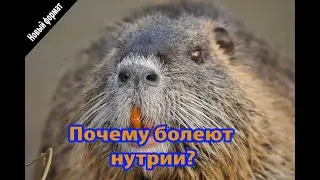 ПОЧЕМУ БОЛЕЮТ НУТРИИ?