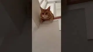 #catvideos #barsik #cutecats #kitten #cat #catlover