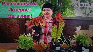 Растения из интернет-магазина. Часть 1
