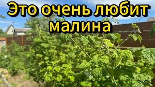 Это очень любит малина. ГЛАВНЫЙ СЕКРЕТ ХОРОШЕГО УРОЖАЯ. #малина